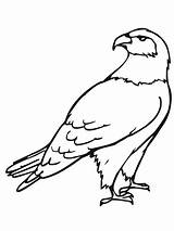 Hawk Ausmalbilder Colorare Falco Falke Schaut Falken Mascot Roofvogels Printable Disegnare sketch template