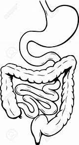 Digestive Digestivo Intestine Clipartmag Barbulat Humano Digestion sketch template