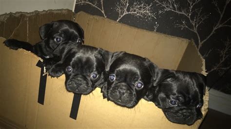 french pug puppies  sale  colchester essex gumtree