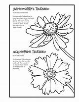 Wildflower Book Agriculture sketch template