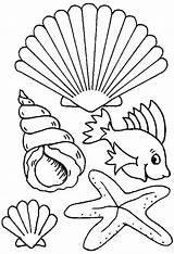 Coloring Pages Shells Beach Seashell Print sketch template