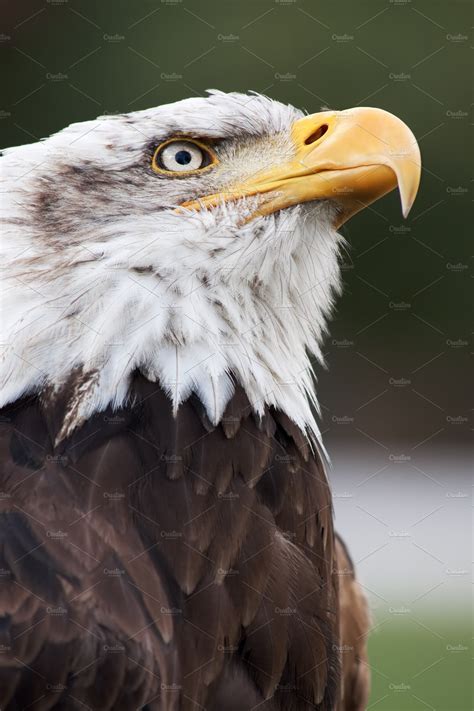bald eagle head portrait high quality animal stock  creative