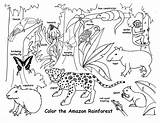 Rainforest Amazon Animals Coloring Habitat Habitats Visit Draw Science sketch template