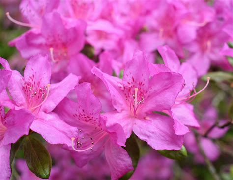 flowering azaleas   farm  martha stewart blog