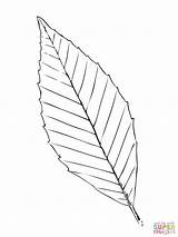 Beech Leaf Coloring Tree Drawing Pages Leaves Print Palm Getdrawings Color sketch template
