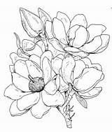 Magnolia Stamp Rubber Flower Stamper Frantic Drawing Cling Mounted Line Flowers Choose Board Stamps Franticstamper Sketches Drawings sketch template