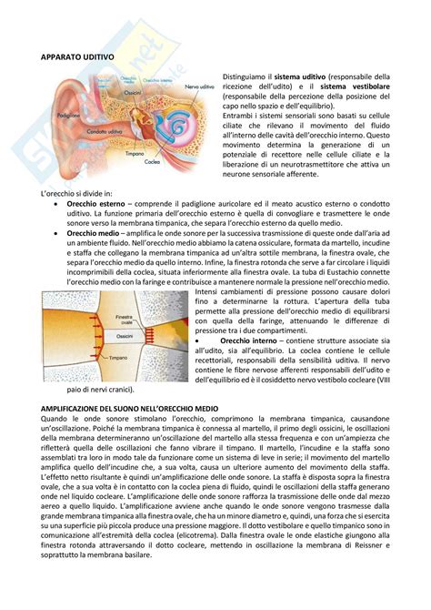 appunti  anatomia  fisiologia dellapparato uditivo  vestibolare