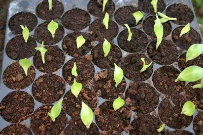canna news growing cannas  seed