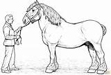 Horse Clydesdale Coloring Pages Printable Color Realistic sketch template