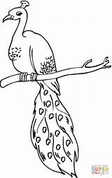 Peacock Coloring Pages Color Beautiful Bird Perched sketch template