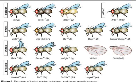 Figure 17 From A Rough Guide To Drosophila Mating Semantic Scholar