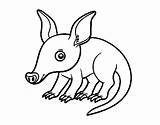 Aardvark Coloring Jungle Coloringcrew Pages sketch template