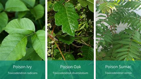 know your poison ivy oak and sumac integris