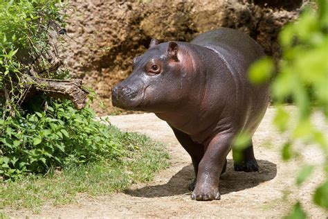 pygmy hippo  animal facts appearance behavior diet habitat