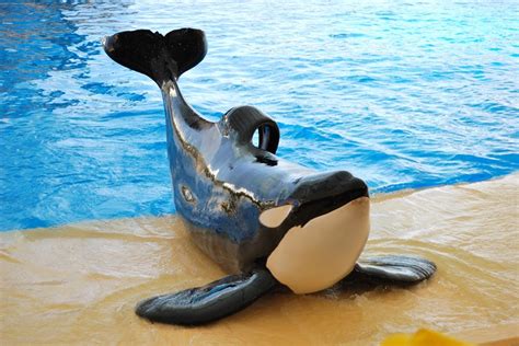 huge win  orca advocates  seaworld announces    circus style shows orca breeding