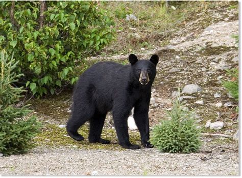 black bear attacks hiker  british columbia  couldnt