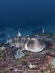 Afbeeldingsresultaten voor "heterodontus Japonicus". Grootte: 80 x 106. Bron: www.sharksandrays.com