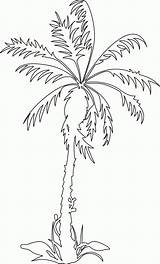 Tree Palm Template Popular Library Clipart Coloring Sketch sketch template