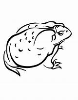 Coloring Clipart Pages Clip Newt Amphibian Cliparts Donald Duck Angry Popular Library sketch template