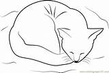 Cat Coloring Sleeping Bed Her Pages Coloringpages101 Cats Online Printable sketch template