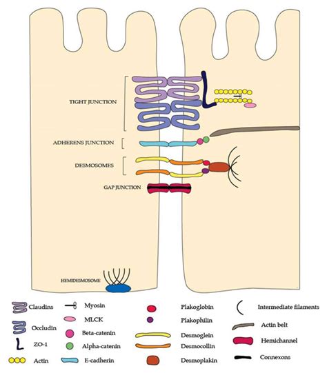 junctional complexes   intestinal barrier tight junctions   scientific