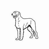 Wolfhound sketch template