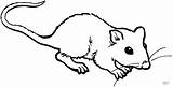 Rat Coloring Pages Mole Kids Dessin Colorier Printable Clipart Fink Coloriage Colouring Coloringbay Petit Imprimer Webstockreview Template Opéra sketch template