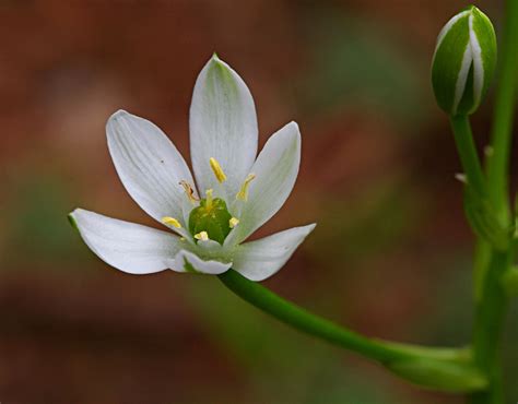 Le piante rampicanti ci permettono di avere posti speciali in giardino o anche in un. in Valgrande - Flora - Cipollone bianco