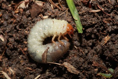 grubs   spring  big  insects   city