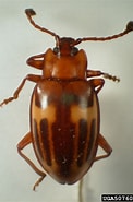 Afbeeldingsresultaten voor "lopadorhynchus Appendiculatus". Grootte: 122 x 185. Bron: www.insectimages.org