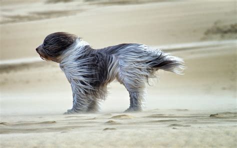 hond op strand met harde wind mooie leuke achtergronden voor je bureaublad pc laptop tablet
