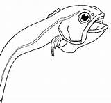 Coda Rape Rospo Monkfish Lotte Colorir Rap Tamboril Coloriage Acolore Colorier Dibuix Dibuixos Ottobre Pipistrello Coloritou Imprimir Coloringcrew Stampare sketch template