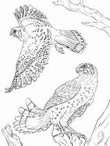 American Coloring Kestrels Sparrowhawk Gyrfalcon Designlooter Supercoloring Kestrel 2048px 64kb 1536 Pages sketch template