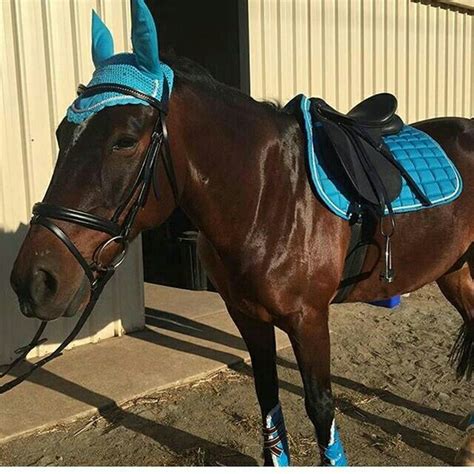 pin   dream barn   tacked  horses bay horse horse riding gear