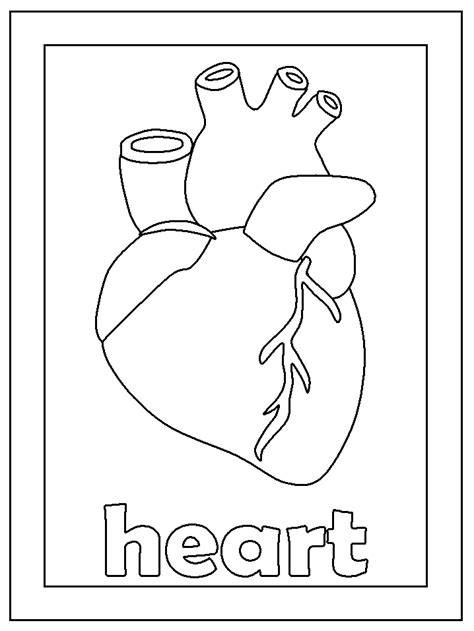 real human heart drawing  getdrawings