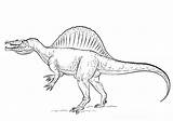 Spinosaurus Sauropod Educative Educativeprintable Supercoloring sketch template