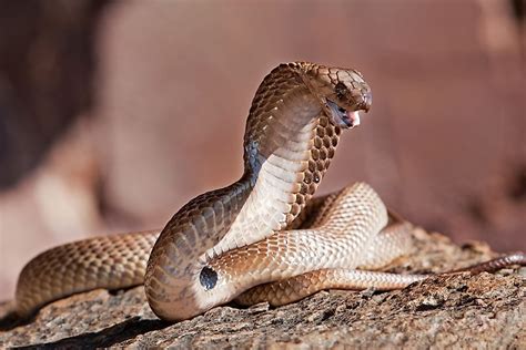 types  cobras    species   venomous worldatlas