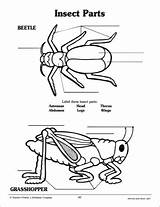Insect Parts Body Coloring Pages Label Worksheet Printable Activity Printables Template Science Choose Board Scholastic sketch template