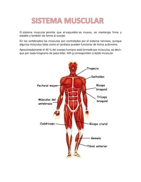 calameo sistema muscular