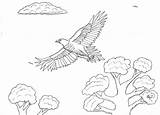 Tailed Wedge Eagle Coloring Pages Flying Low Robin Great sketch template