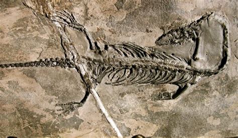 keichousaurus fossil