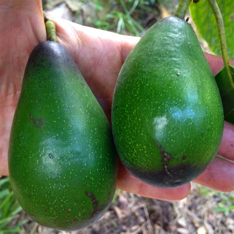 cold hardy avocados guide  cultivation  varieties florida fruit
