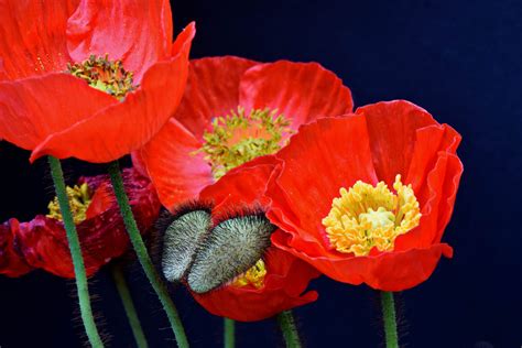 mohn foto bild makro natur pflanzen bilder auf fotocommunity