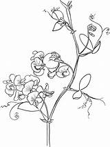 Pea Sweet Coloring Lathyrus Odoratus Drawing Pages Flowers Flower Printable Tattoo Sweetpea Vine Adult Outline Drawings Line Supercoloring Poppy Peas sketch template