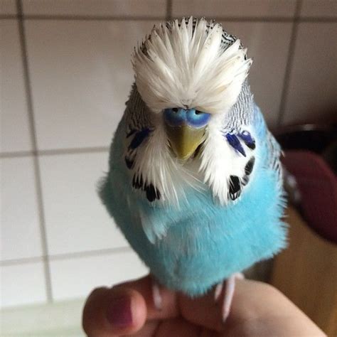 Budgie 〽️avis © On Instagram “wet Hair Don T Care Budgie” Budgies