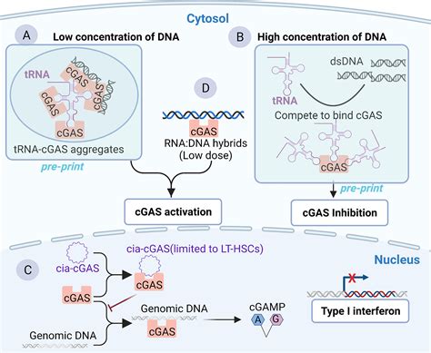 frontiers roles  emerging rna binding activity  cgas  innate antiviral response