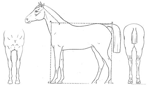 horse blueprints  outlines