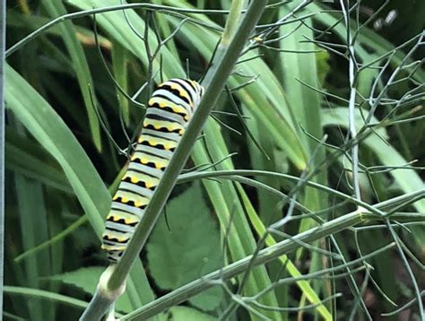 black swallowtail caterpillars munching  herbs nc state extension