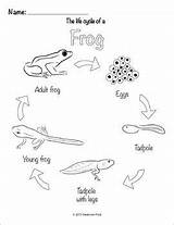 Frog Cycle Life Drawing Activities Teacherspayteachers Coloring Kids Pages Drawings Lifecycle Easy Mosquito Animal Worksheets Paintingvalley Getdrawings Choose Board Followers sketch template