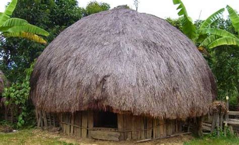 rumah honai papua negeri seribu pulau